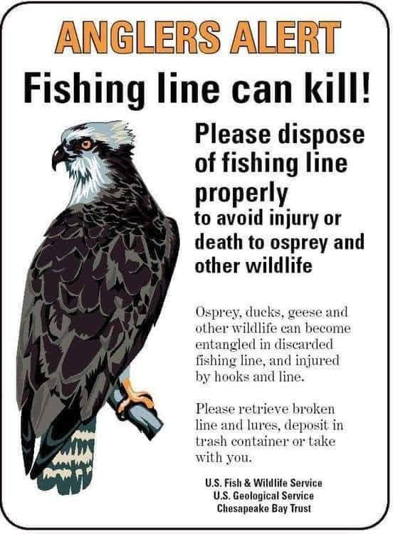 Fishing line can kill animals.