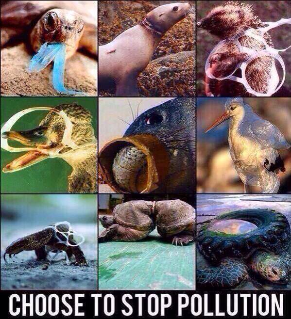 Pollution harm to wildlife