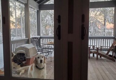 Hound at door in winter storm